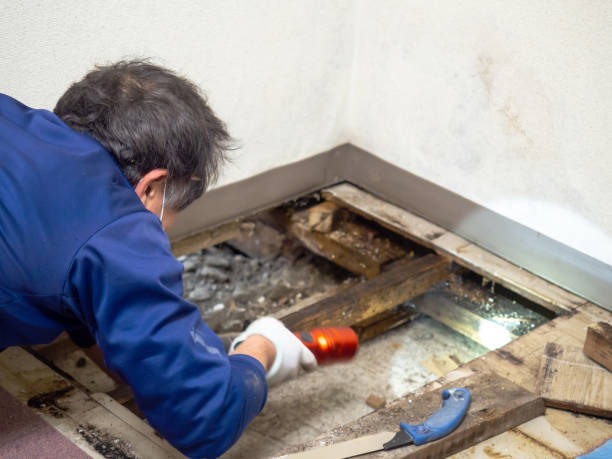  West, TX Mold Removal Pros