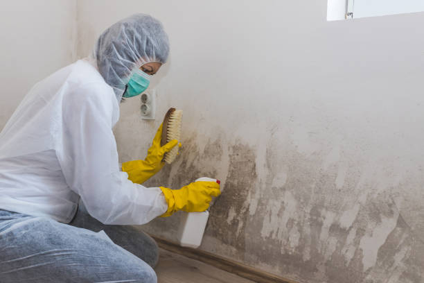 Best Attic Mold Removal  in West, TX