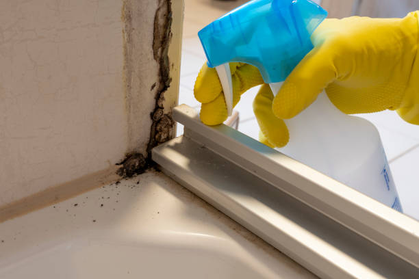 Best Black Mold Removal  in West, TX