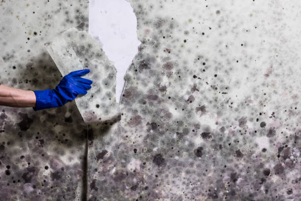 Best Commercial Mold Removal  in West, TX
