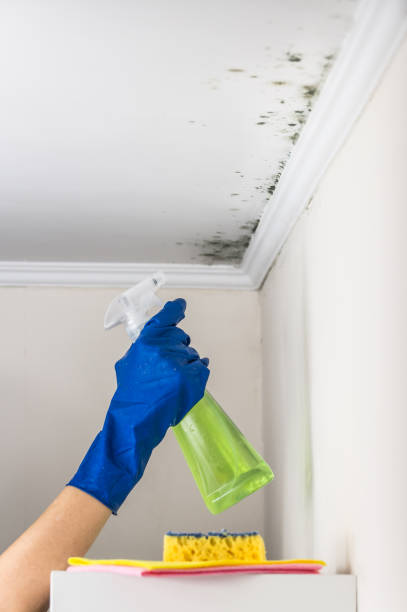 Best Home Mold Removal  in West, TX